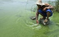 农民在安徽巢湖用手捞蓝藻 农民在安徽巢湖用手捞蓝藻